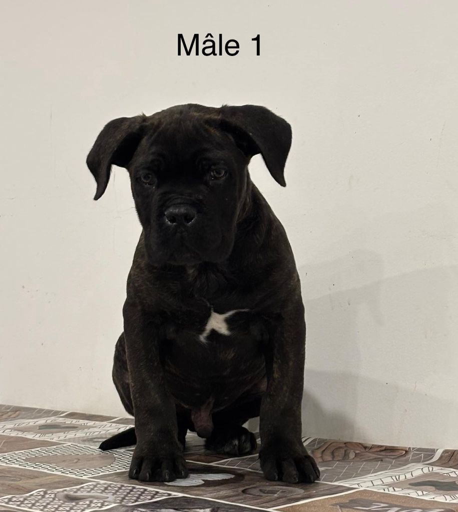 Domaine De Tilau - Chiot disponible  - Cane Corso