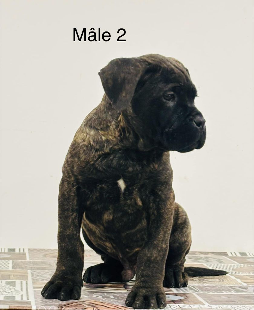 Domaine De Tilau - Chiot disponible  - Cane Corso