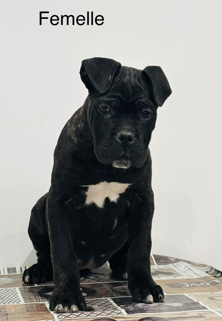 Domaine De Tilau - Chiot disponible  - Cane Corso