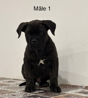 Domaine De Tilau - Cane Corso - Portée née le 06/10/2024