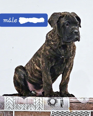 Domaine De Tilau - Cane Corso - Portée née le 06/10/2022