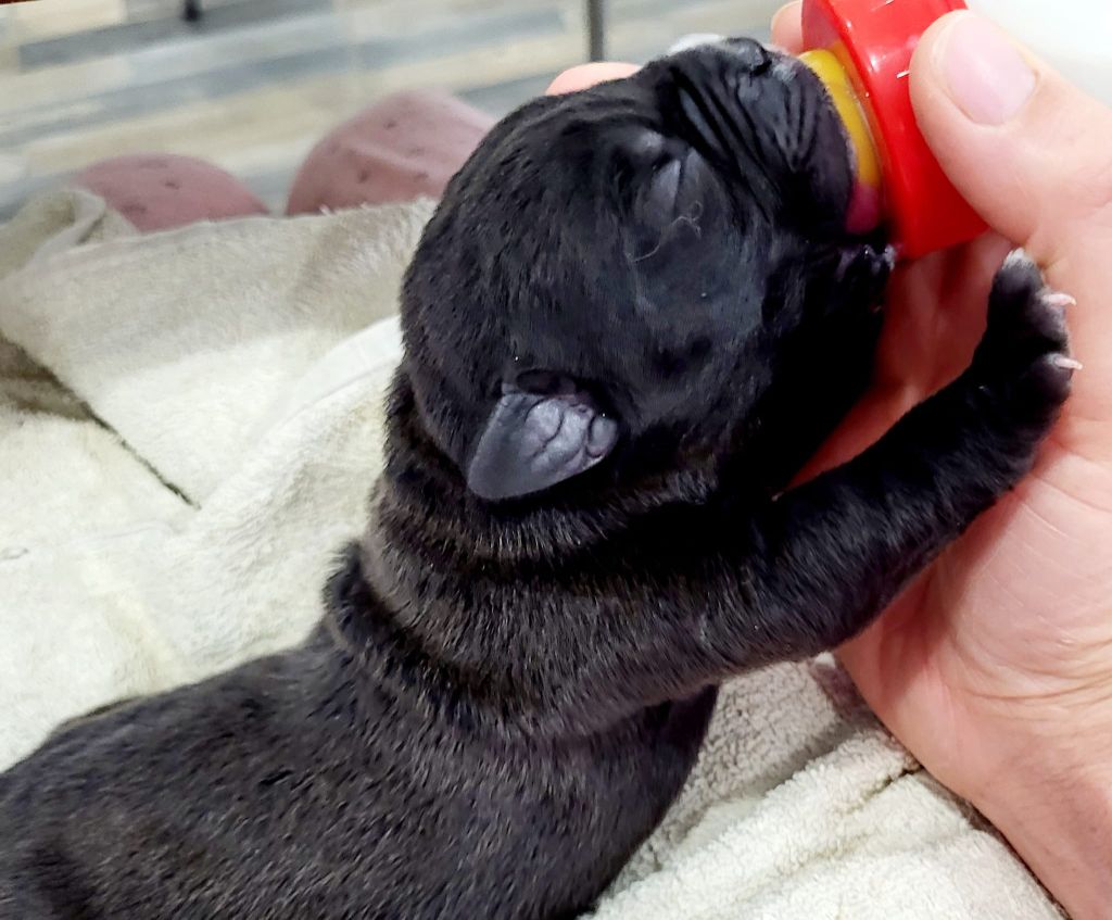 chiot Cane Corso Domaine De Tilau