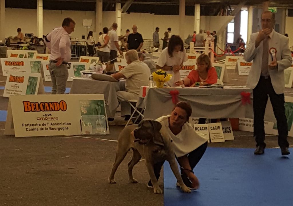 EXPOSITION CANINE DE DIJON