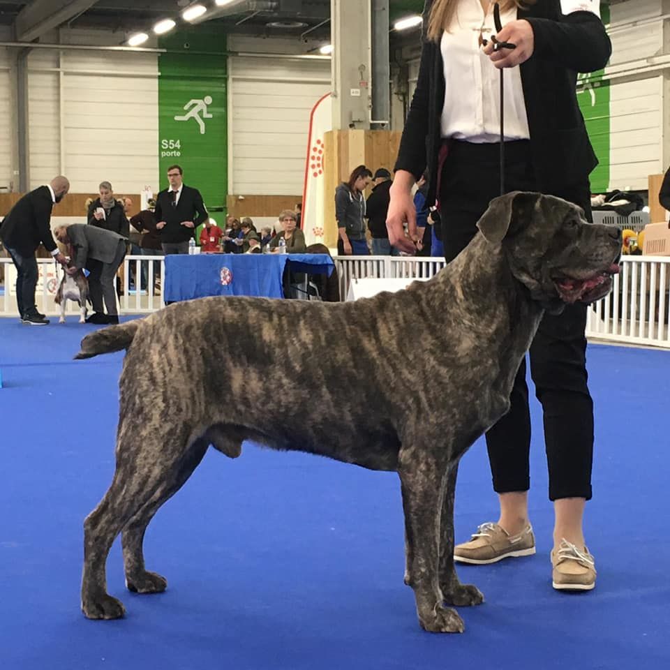 PARIS DOG SHOW 2020