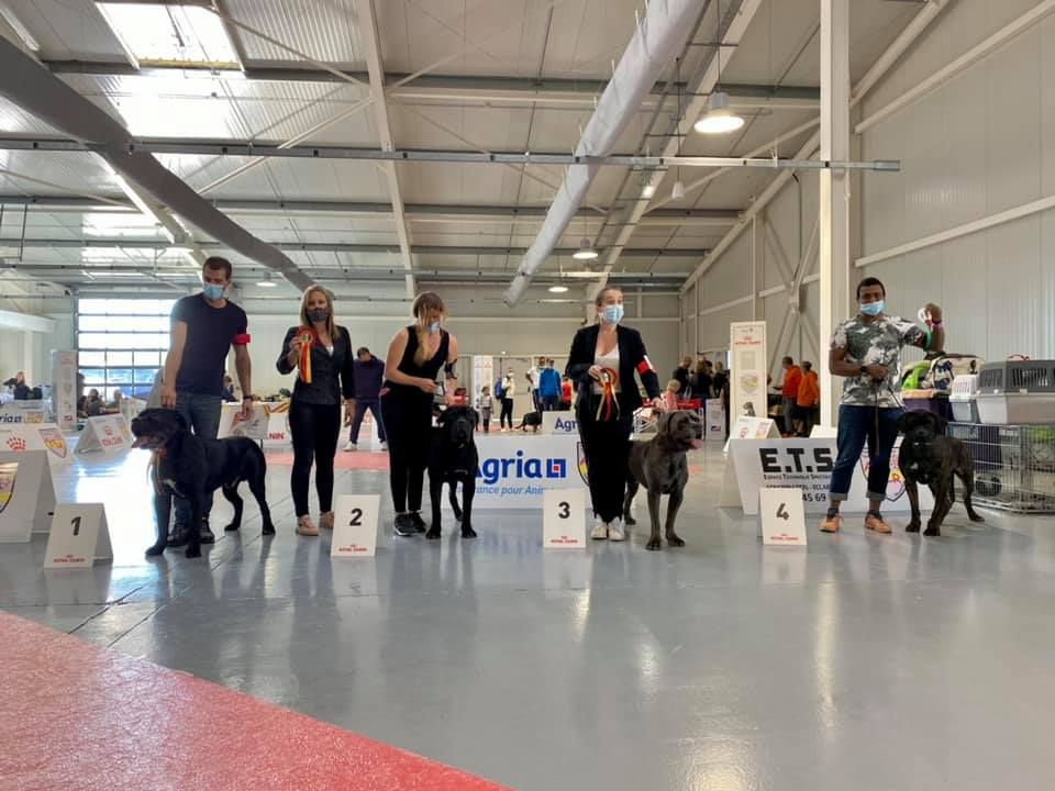 REGIONAL D'ELEVAGE CANE CORSO 18 OCTOBRE 2021 BEZIERS