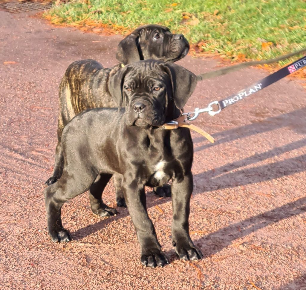 Domaine De Tilau - Cane Corso - Portée née le 24/08/2021