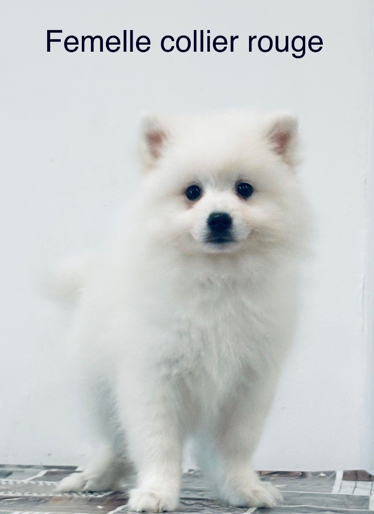Domaine De Tilau - Chiots disponibles - Spitz japonais