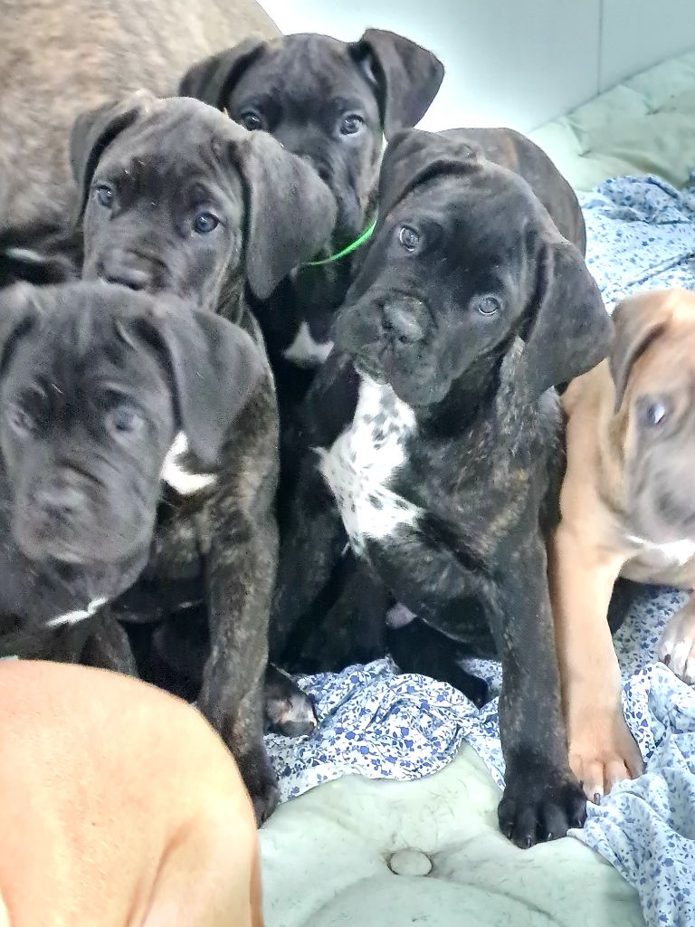 Domaine De Tilau - Cane Corso - Portée née le 13/08/2021