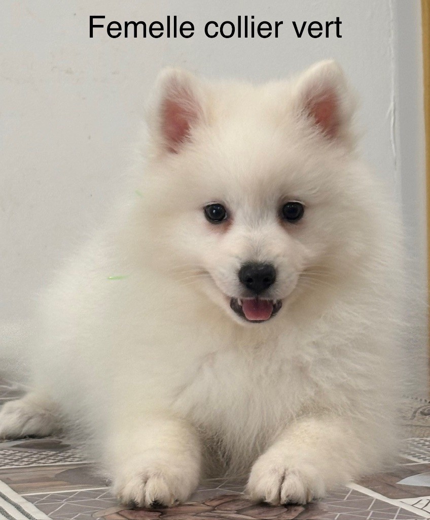 Domaine De Tilau - Chiots disponibles - Spitz japonais