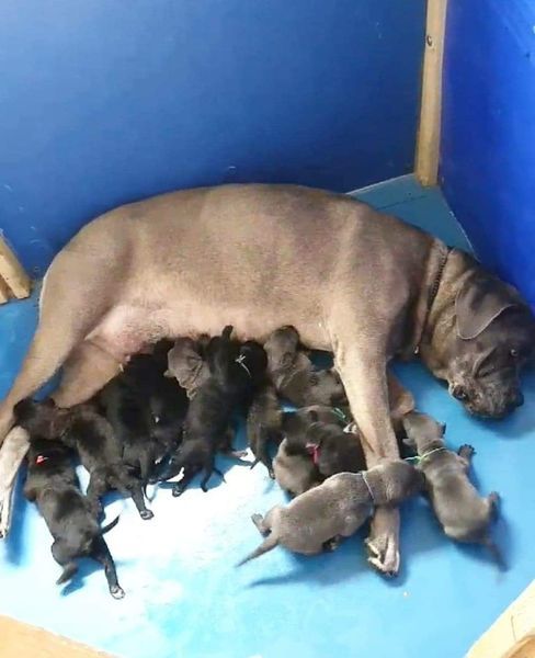 Domaine De Tilau - Cane Corso - Portée née le 14/08/2020