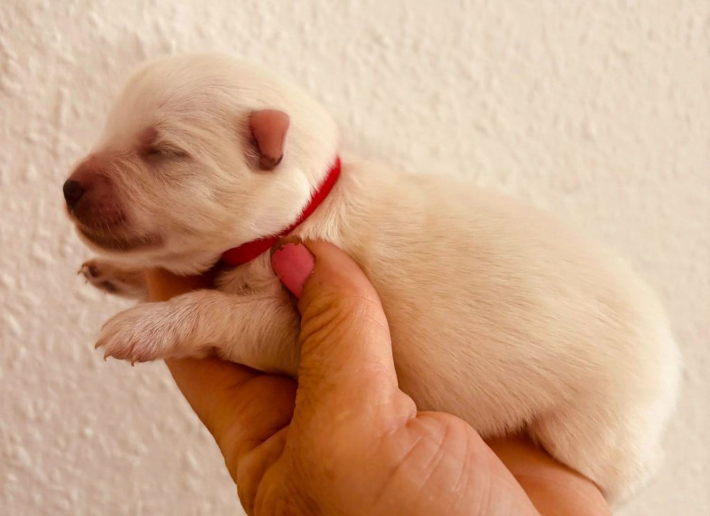 Domaine De Tilau - Chiots disponibles - Spitz japonais