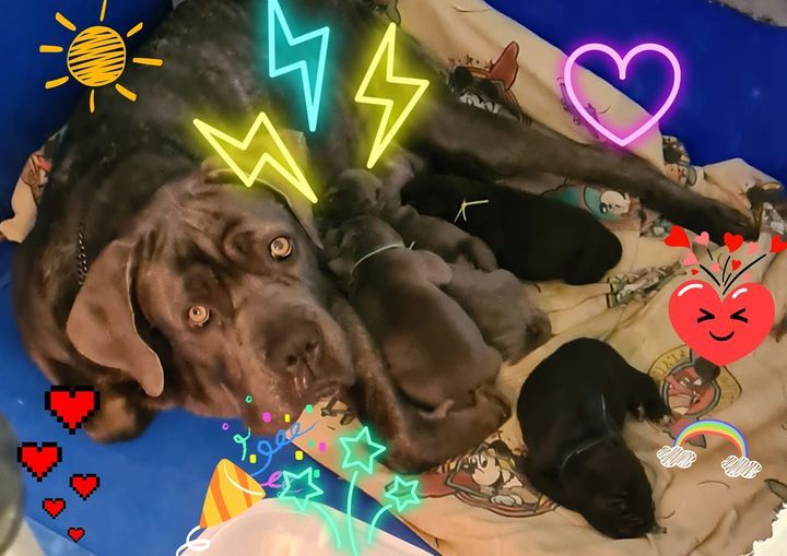 Domaine De Tilau - Cane Corso - Portée née le 15/02/2021