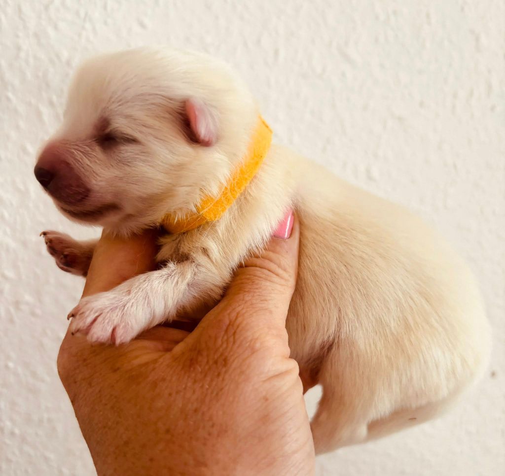 Domaine De Tilau - Chiots disponibles - Spitz japonais