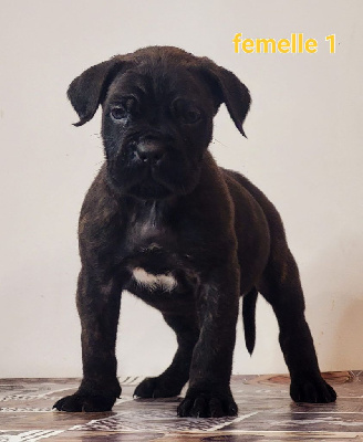 CHIOT 11