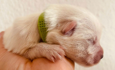 CHIOT 4