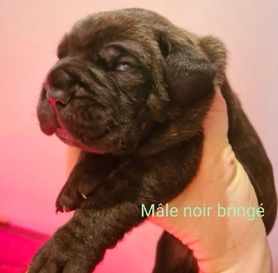 CHIOT