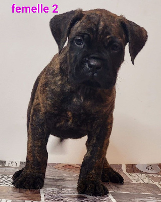 CHIOT 9