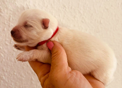 CHIOT 3