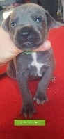 CHIOT