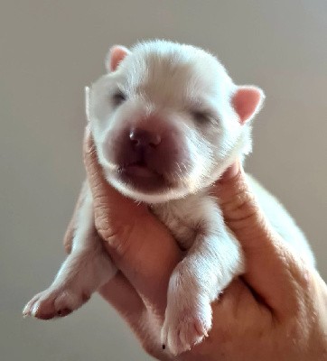 CHIOT
