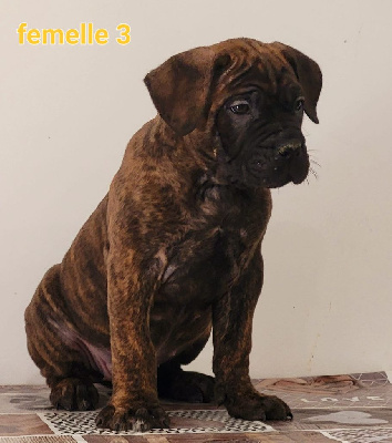 CHIOT 8