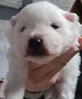 CHIOT