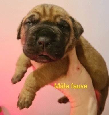 CHIOT