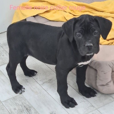 CHIOT