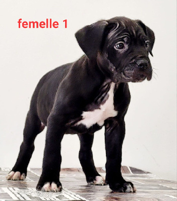 CHIOT 10