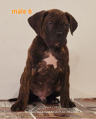 CHIOT 2