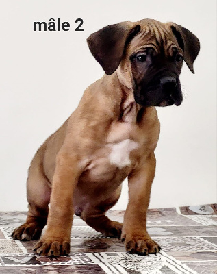 CHIOT 4