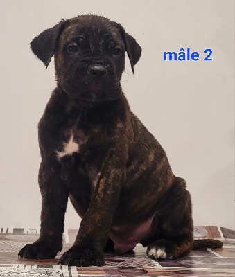 CHIOT 2