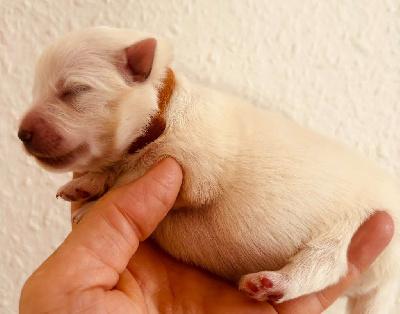 CHIOT 1