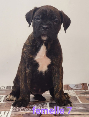 CHIOT 7