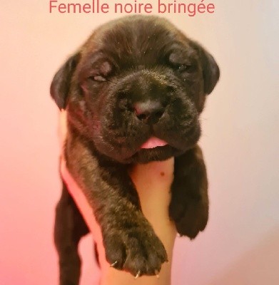 CHIOT