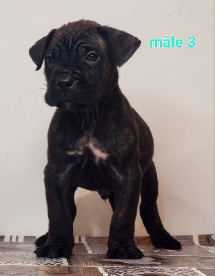 CHIOT 3