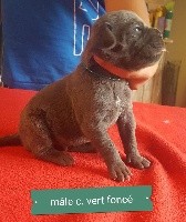 CHIOT