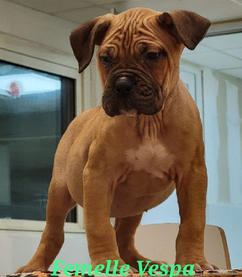 CHIOT 6