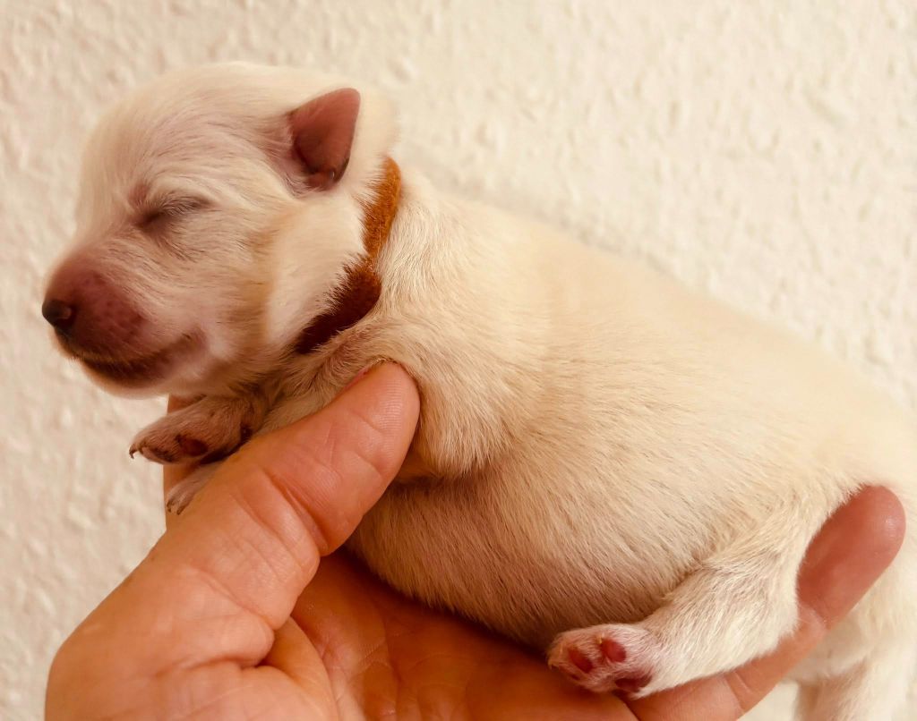 Domaine De Tilau - Chiots disponibles - Spitz japonais