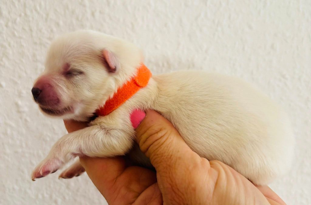 Domaine De Tilau - Chiots disponibles - Spitz japonais