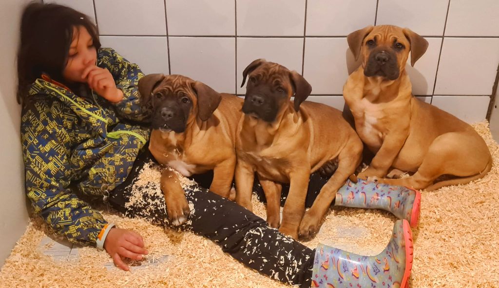 Domaine De Tilau - Cane Corso - Portée née le 30/08/2021