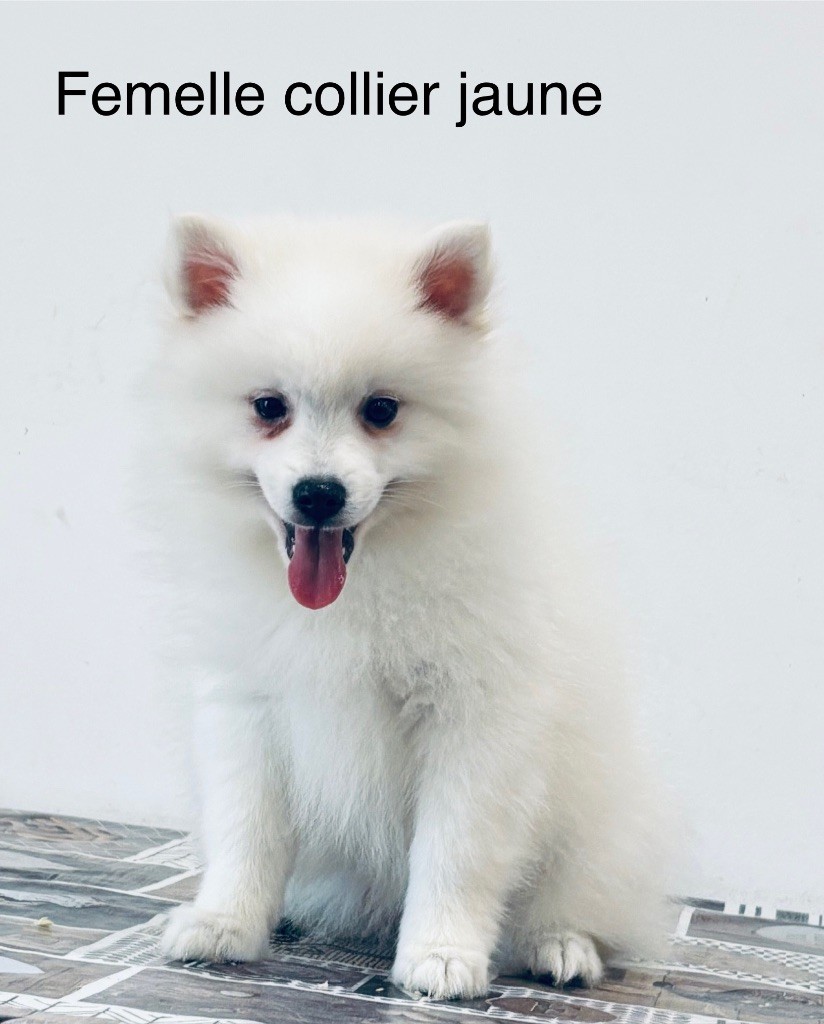 Domaine De Tilau - Chiots disponibles - Spitz japonais