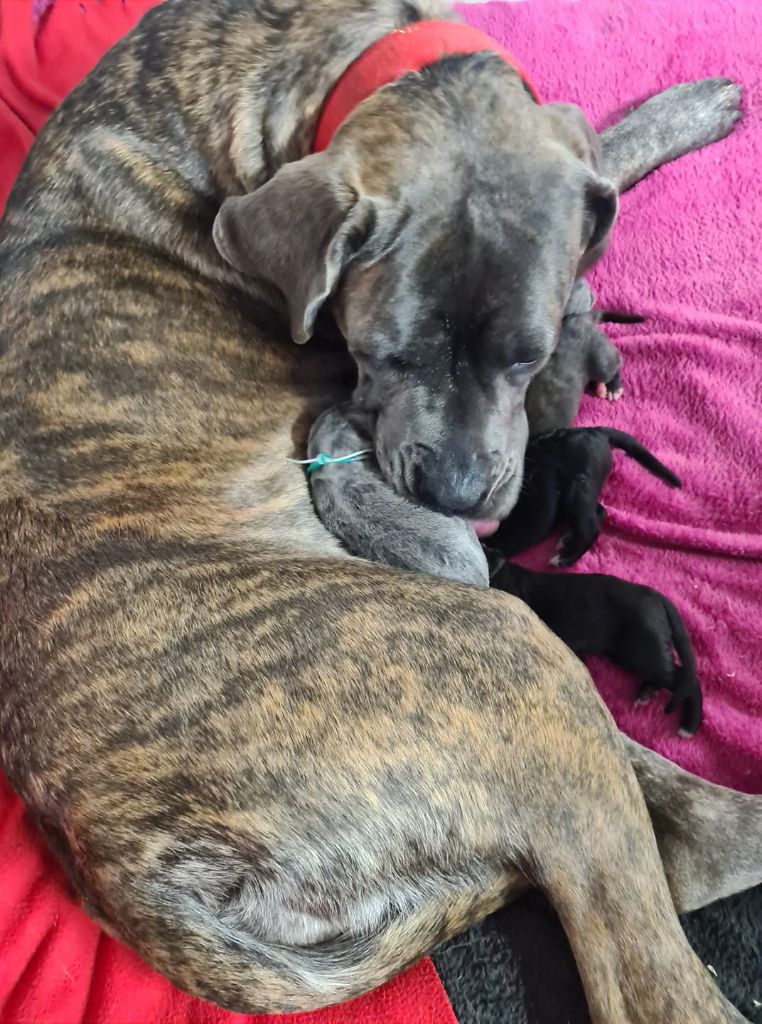 Domaine De Tilau - Cane Corso - Portée née le 11/12/2020